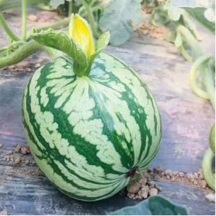 卖西瓜生意火爆一天2万斤,小伙3000斤西瓜4天卖完能赚多少