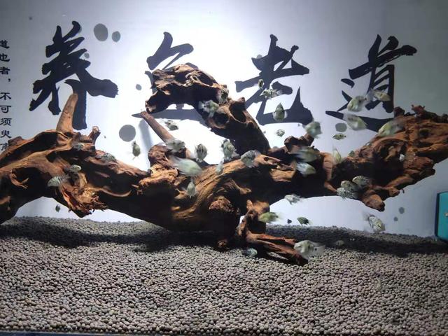 这六种观赏鱼不用加氧泵也能养好,如何养好观赏鱼技巧