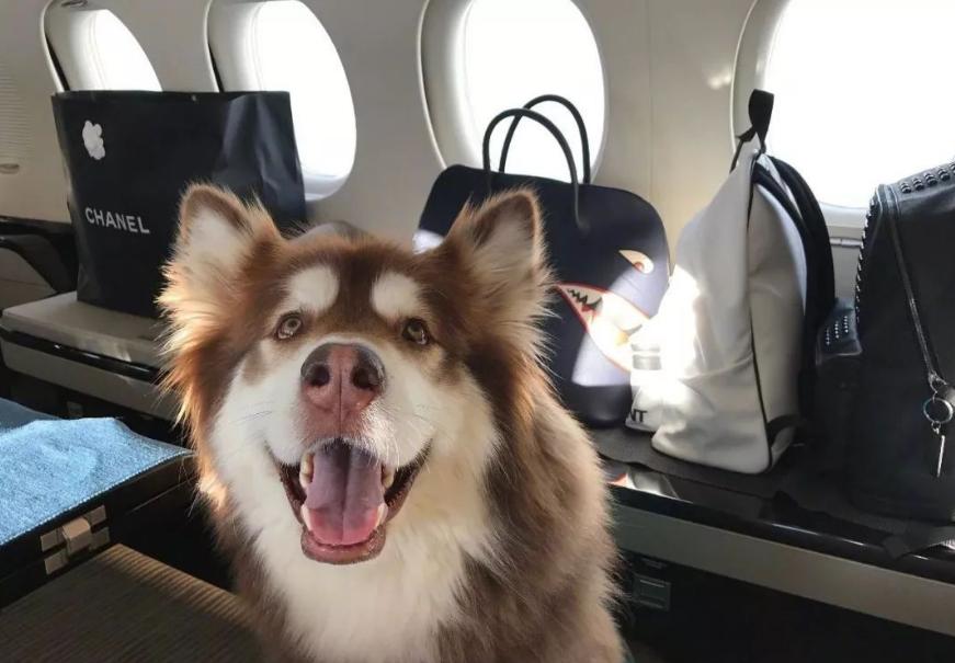 律师谈金毛siri托运途中死亡,如何看待金毛siri被托运死