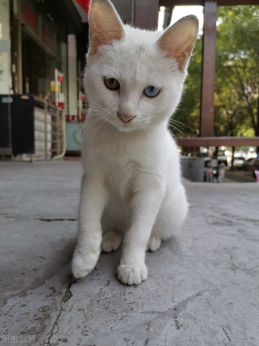 涓崕鐢板洯鐚彜浠ｇ殑闆呯О鏈夊濂藉惉,甯歌鐨勪竷绉嶄腑鍗庣敯鍥尗闆呯О