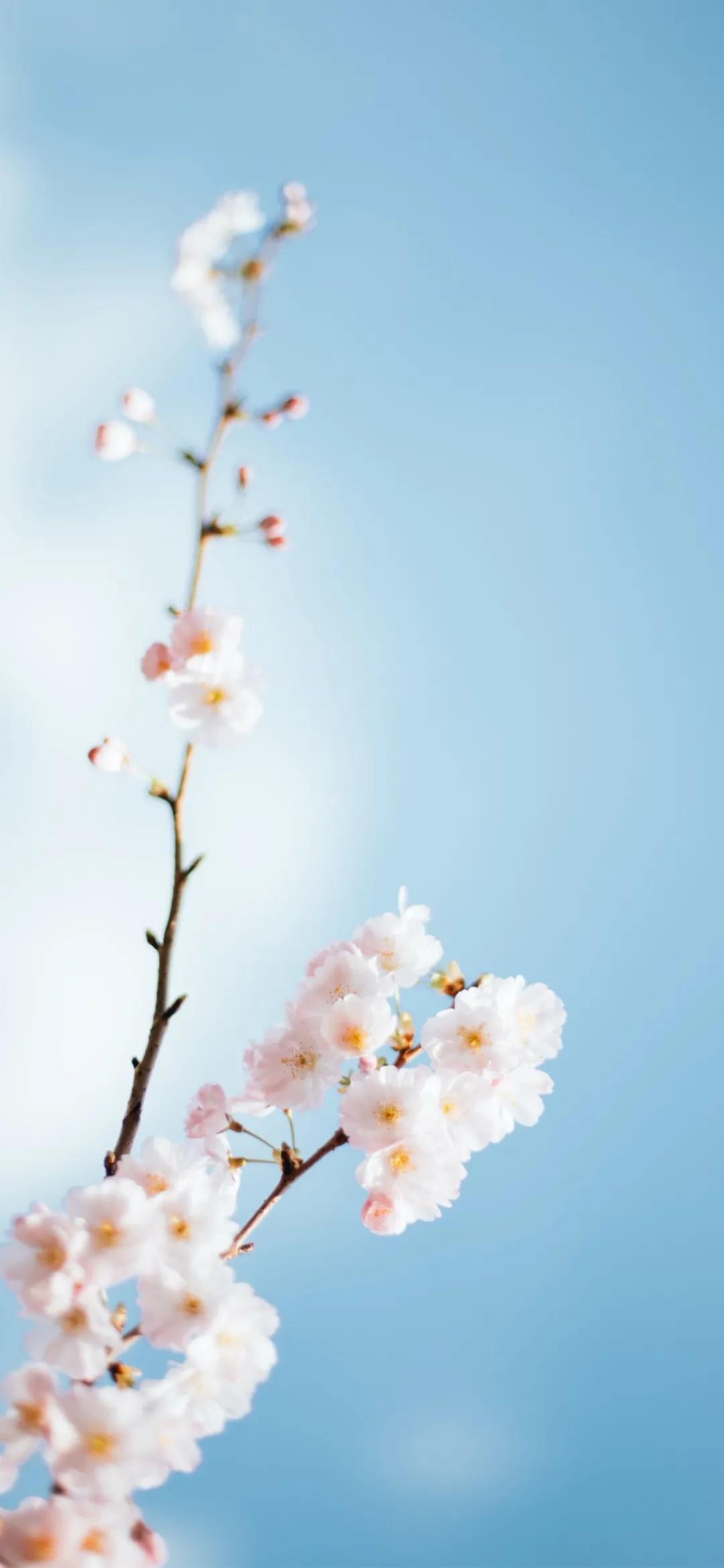 文艺素雅治愈植物手机壁纸,唯美治愈系手机壁纸植物