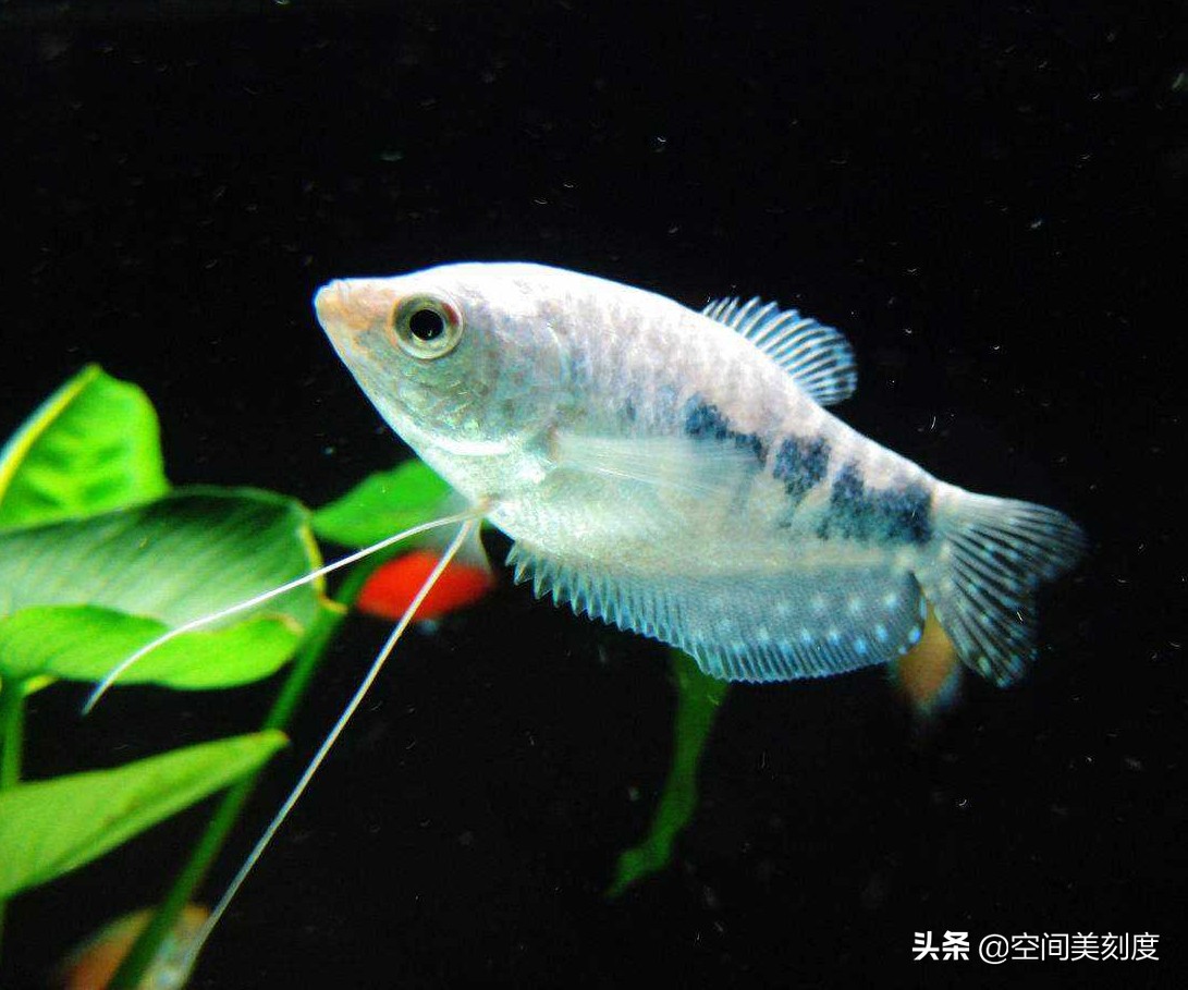 水中精灵鱼儿戏水,水中精灵鱼缸