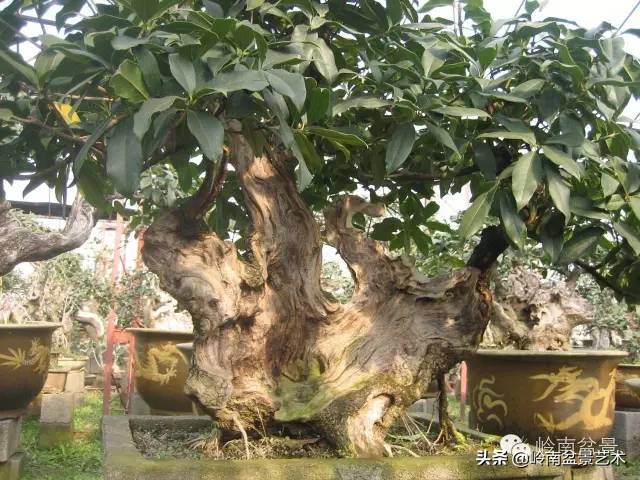 花木盆景嫁接技术视频,花木果树嫁接技术视频