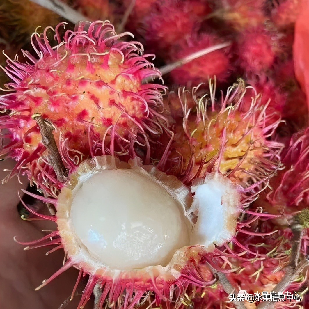 海南水果都有哪些品种图片及名称,海南水果上市时间表赶快收藏吧