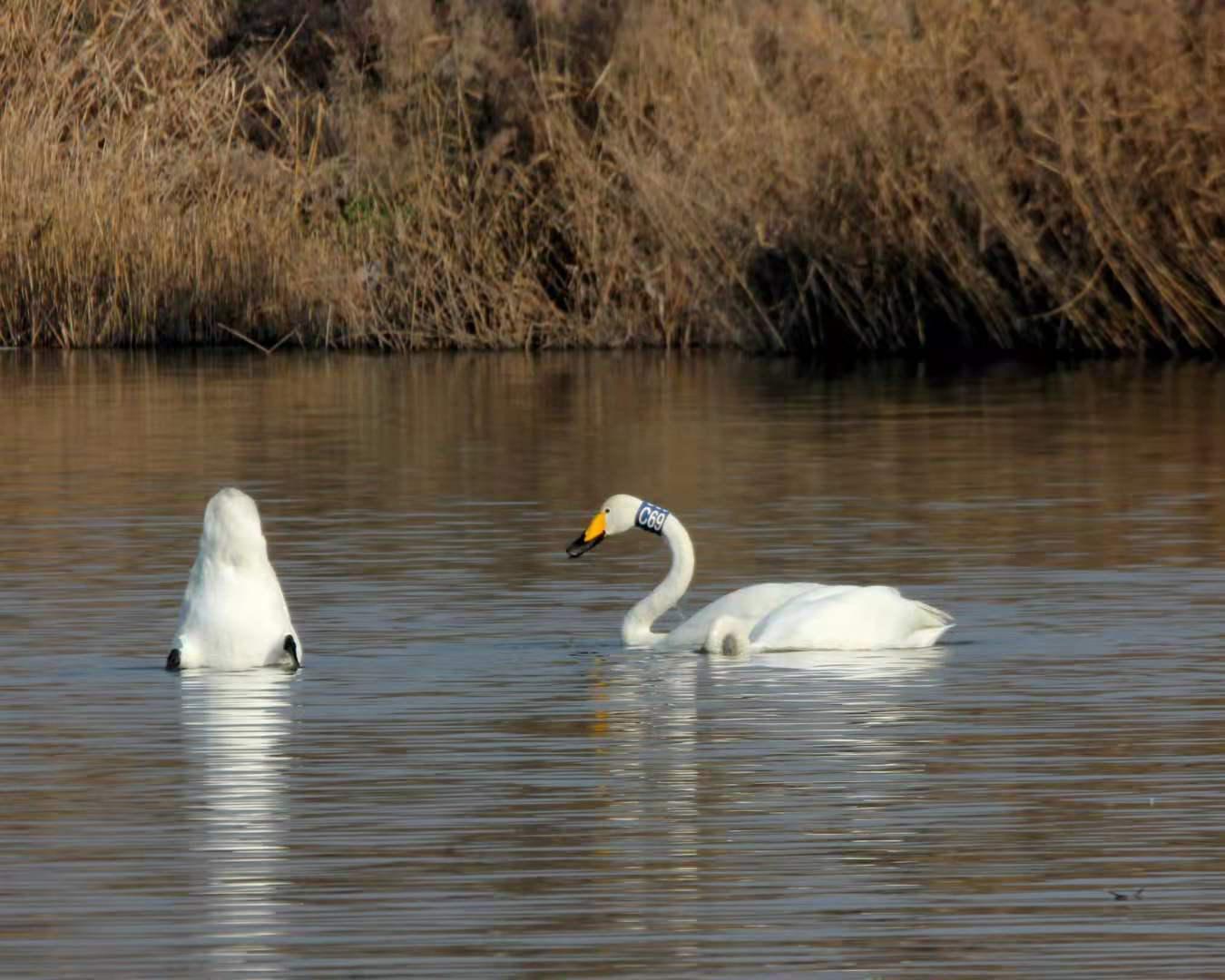 西安阎良区：石川河里天鹅翩翩舞