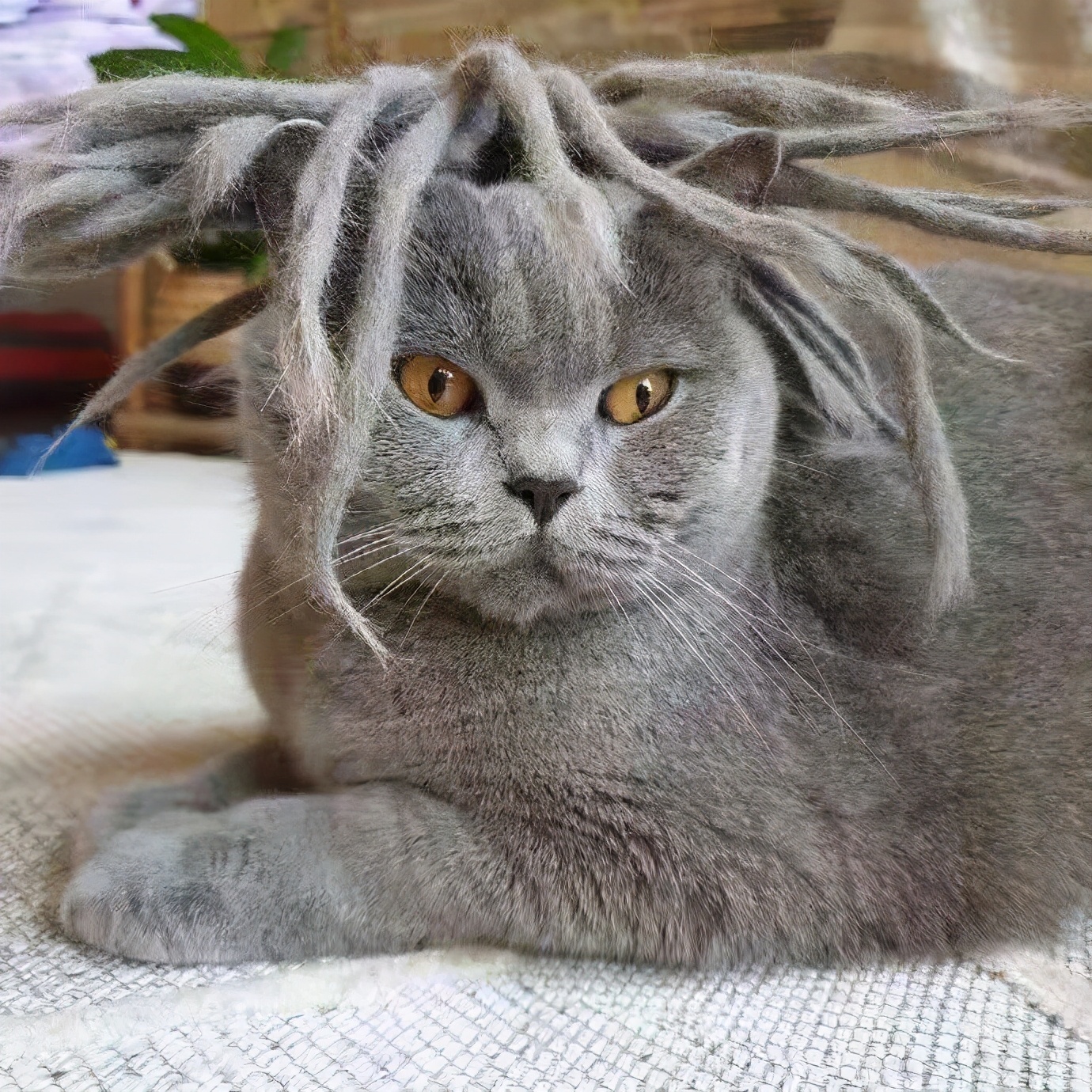 在路上捡回来的流浪猫给它洗澡,救助的流浪猫生病自己无能为力