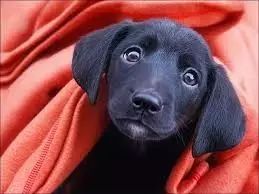 猫狗有眼屎用什么眼药水,猫狗眼睛流眼泪里面有眼屎