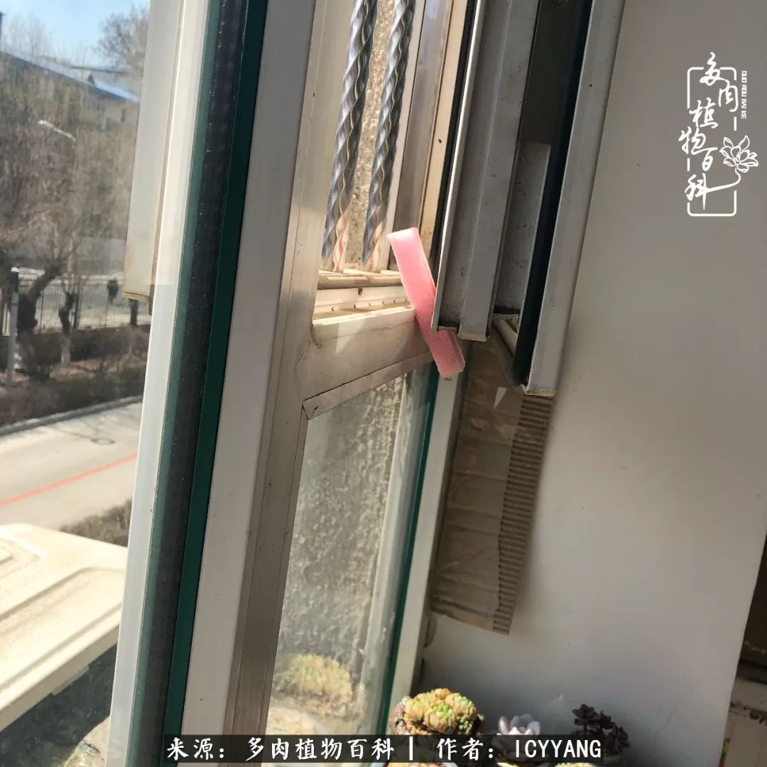 多肉隔着玻璃晒太阳效果好吗,隔着玻璃养的多肉照样长得好