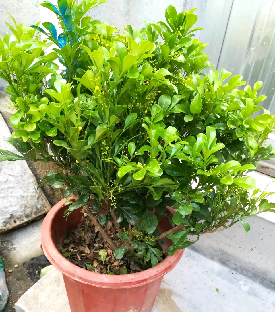 米兰花室内盆栽怎么养才能旺盛,室外盆栽米兰花怎么养才茂盛