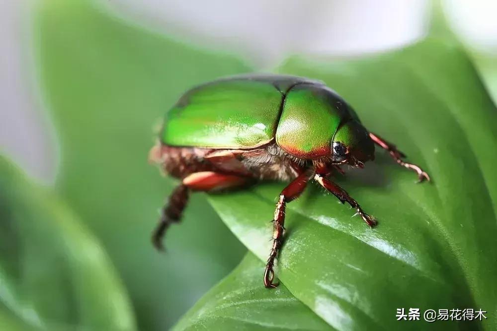 盆栽小黑飞虫怎么治,盆栽有小飞虫怎么处理