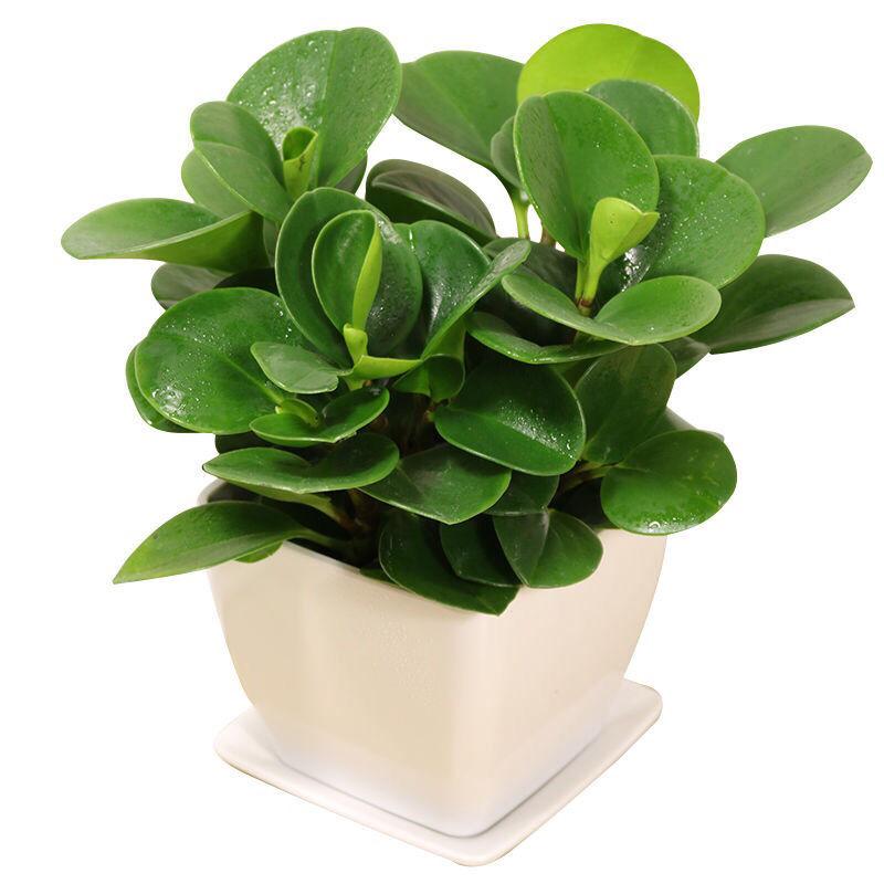 人养花一时养人一生,人养花同时花也养人