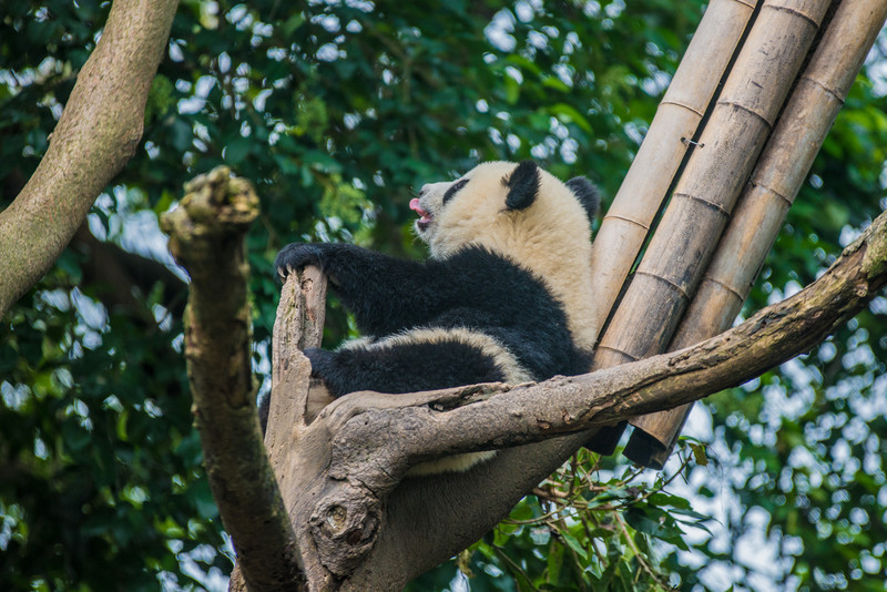 成都大熊猫去哪看,成都看大熊猫到哪里去看