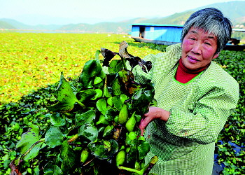 水葫芦入侵杂草,水葫芦的弱点太好笑