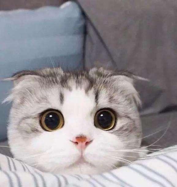 宠物中暑的症状及处理方法,避免宠物中暑的方法