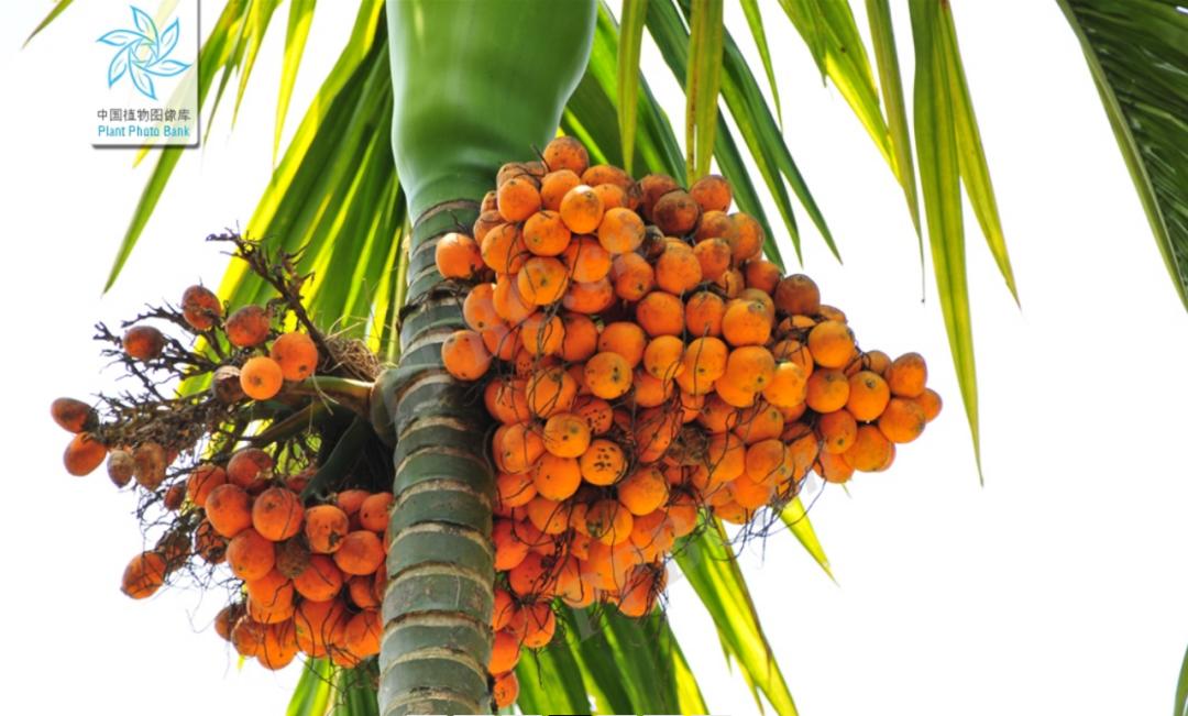 当你吃槟榔时被发现,你吃了槟榔你会怎么样