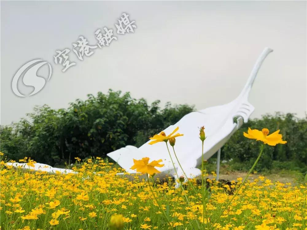 双流哪里可以赏花看飞机,双流附近赏花攻略路线