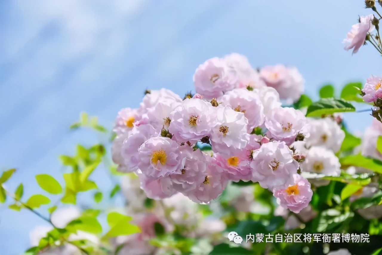 五一期间呼市多个场馆免费开放吗,呼和浩特市区内免费参观的场馆