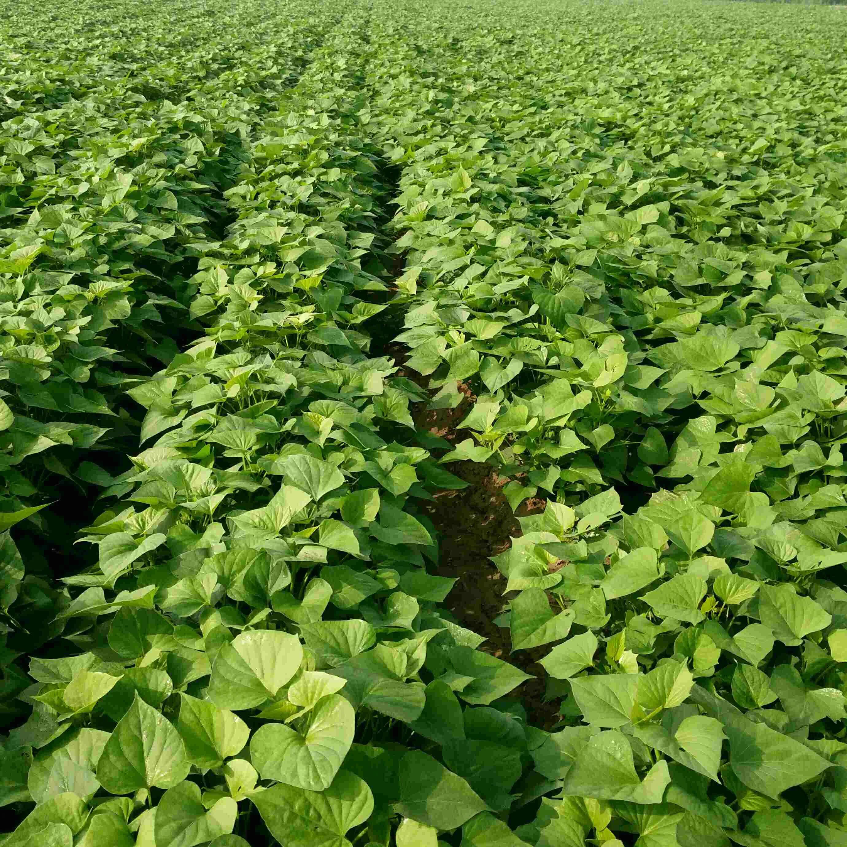 红薯光长秧不结瓜咋办,红薯为什么光长秧不结果