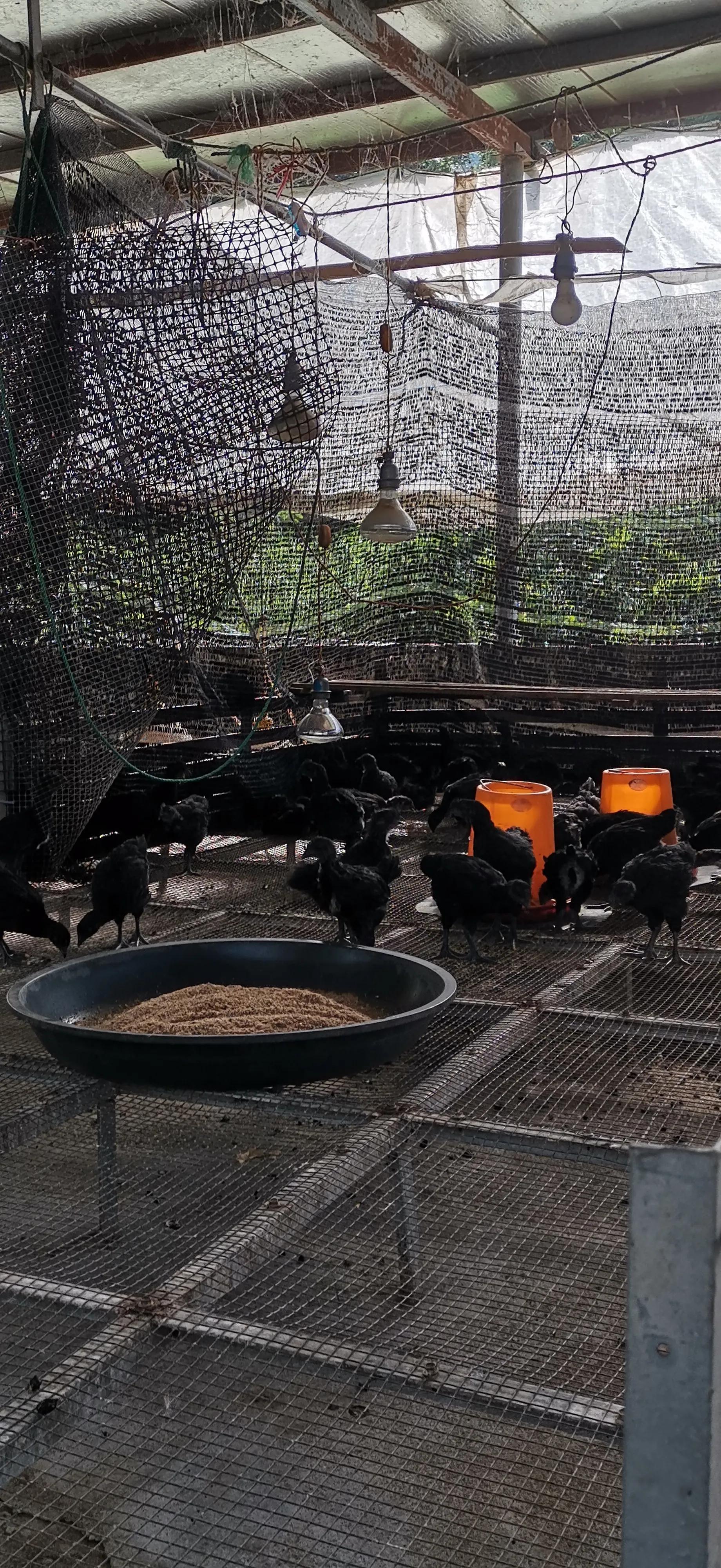 小鸡育雏网床制作方法,怎样搭建小鸡保温棚