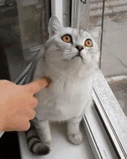 猫的智商有多高,猫智商到底有多高