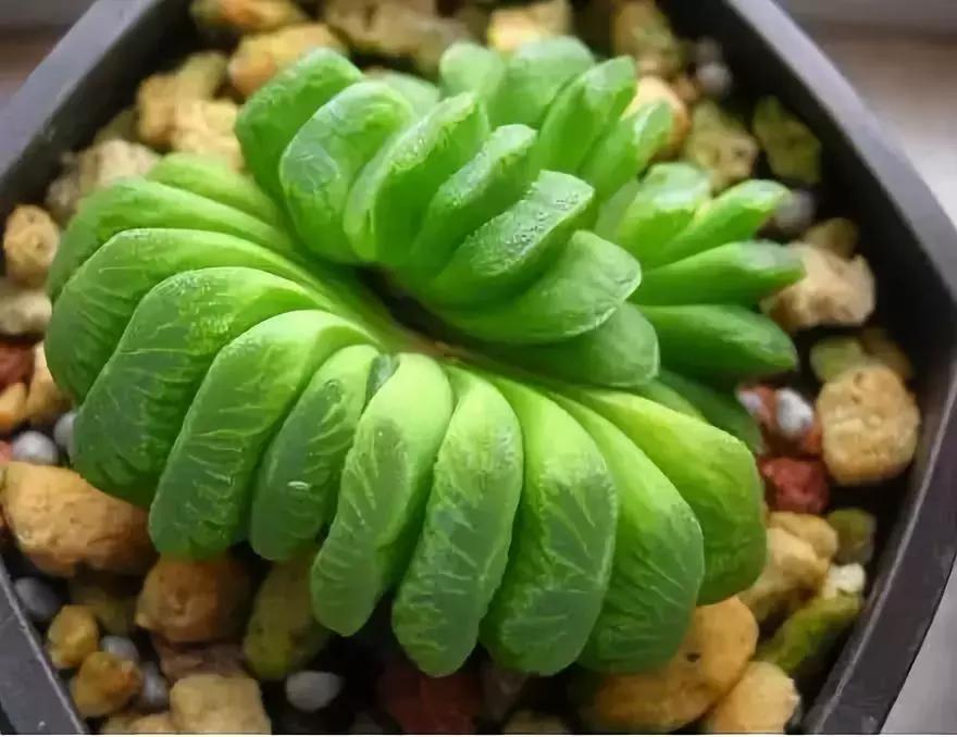 那些天价的植物,十大最值钱的植物