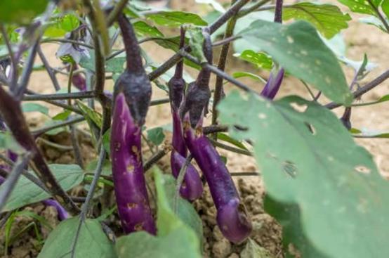 茄子灰霉病三天打一次药行吗,茄子枯萎病属于什么病害