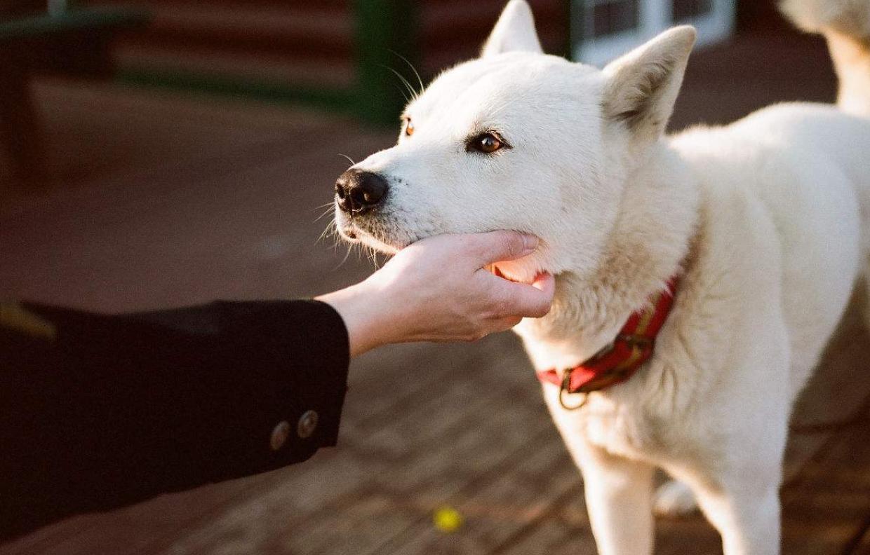 农村很多土狗,很多农村里的土狗