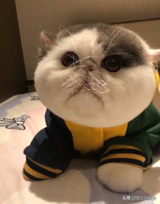 猫胡须的资料,猫胡子的10个小秘密