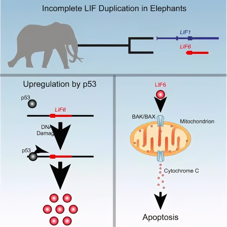 有僵尸基因复活的先例吗,能让人类复活的僵尸基因