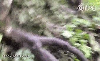 图集|如果侃爷当了美国总统，大家岂不是可以看第一夫人开车？