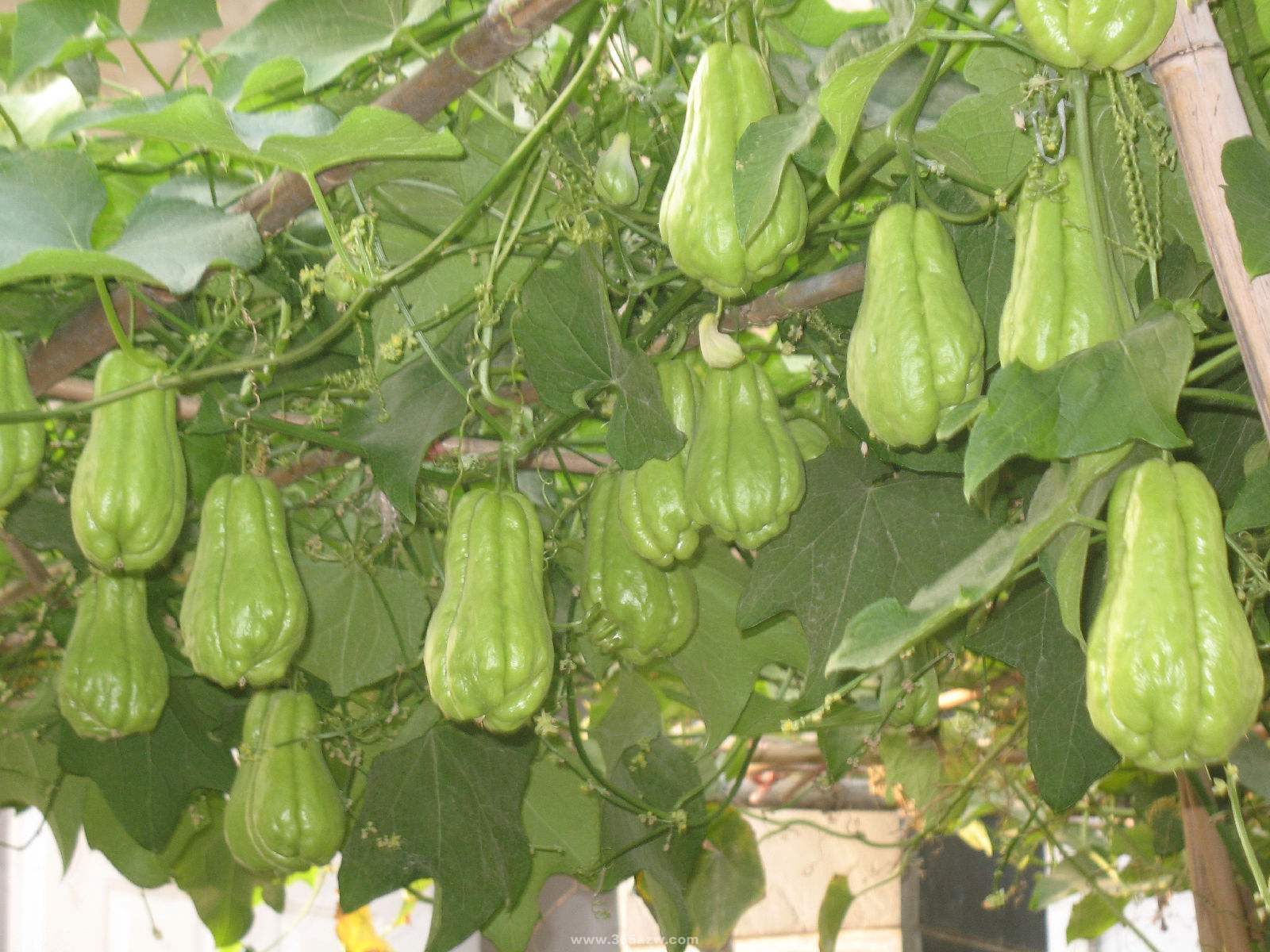 佛手瓜瓜形如两掌合十，有祝福之意，深受人们喜爱