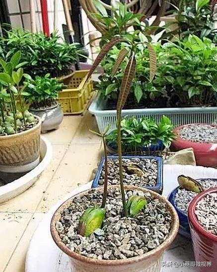 吃完的水果种子不要丢,吃完水果果核别扔