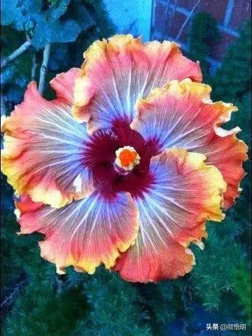 十种稀有长寿花,80个长寿花品种全都美极了