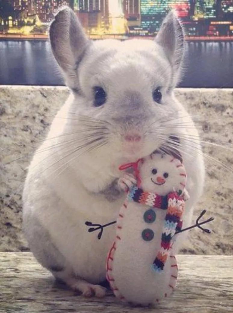 龙猫饲养视频,龙猫饲养全科普