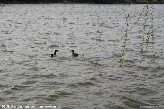 鎶楃柅鏃ヨ鏁ｆ枃,鎶楃柅鑳屽奖浣滄枃