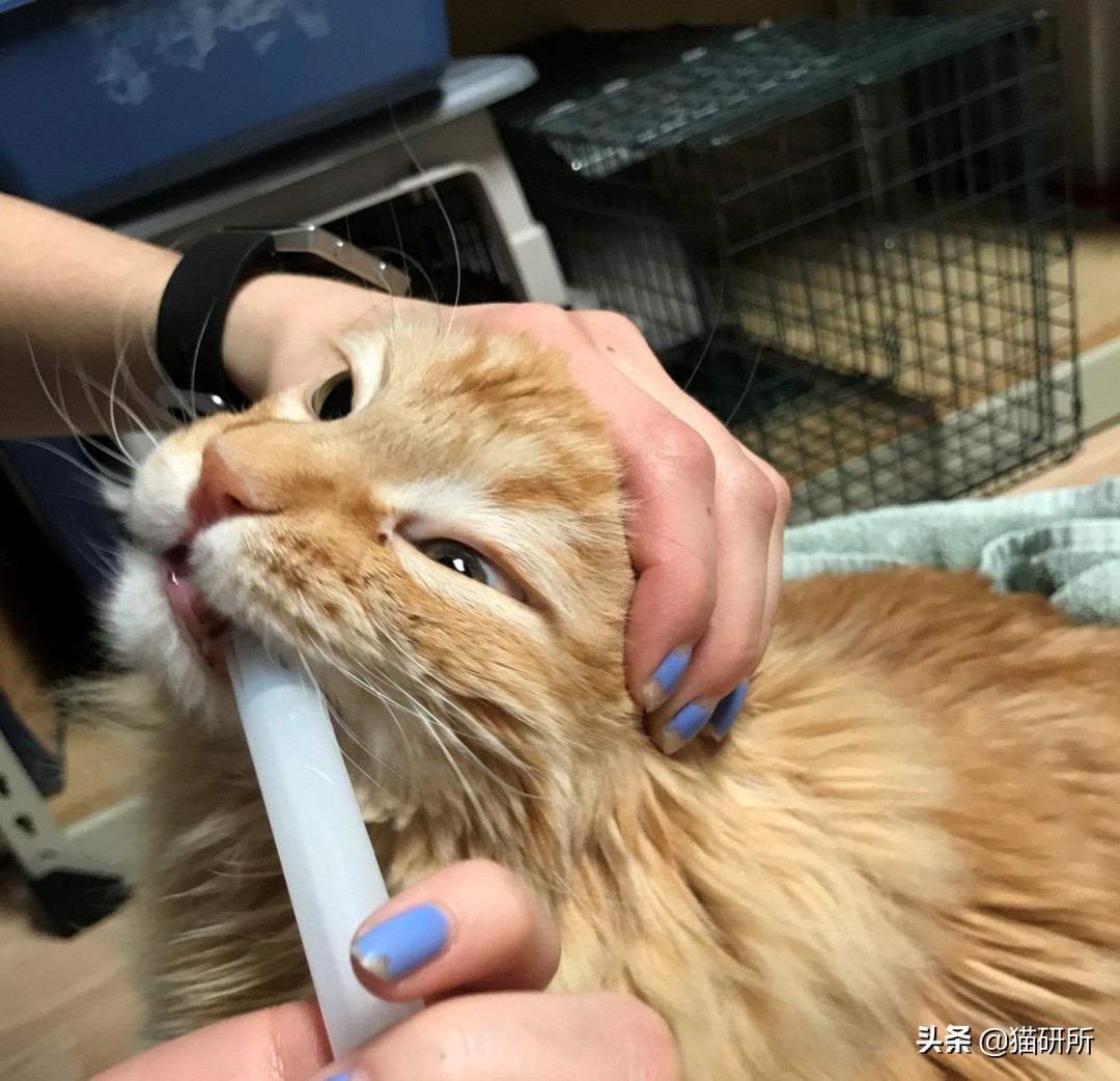 猫咪生病不进食怎么补充营养,猫咪生病后没有食欲怎么办