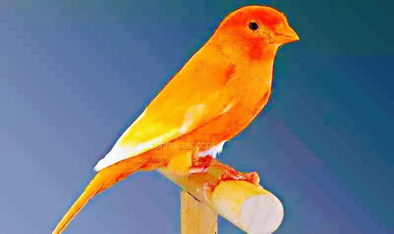 金丝雀鸟品种大全,金丝雀鸟图片及鸣叫