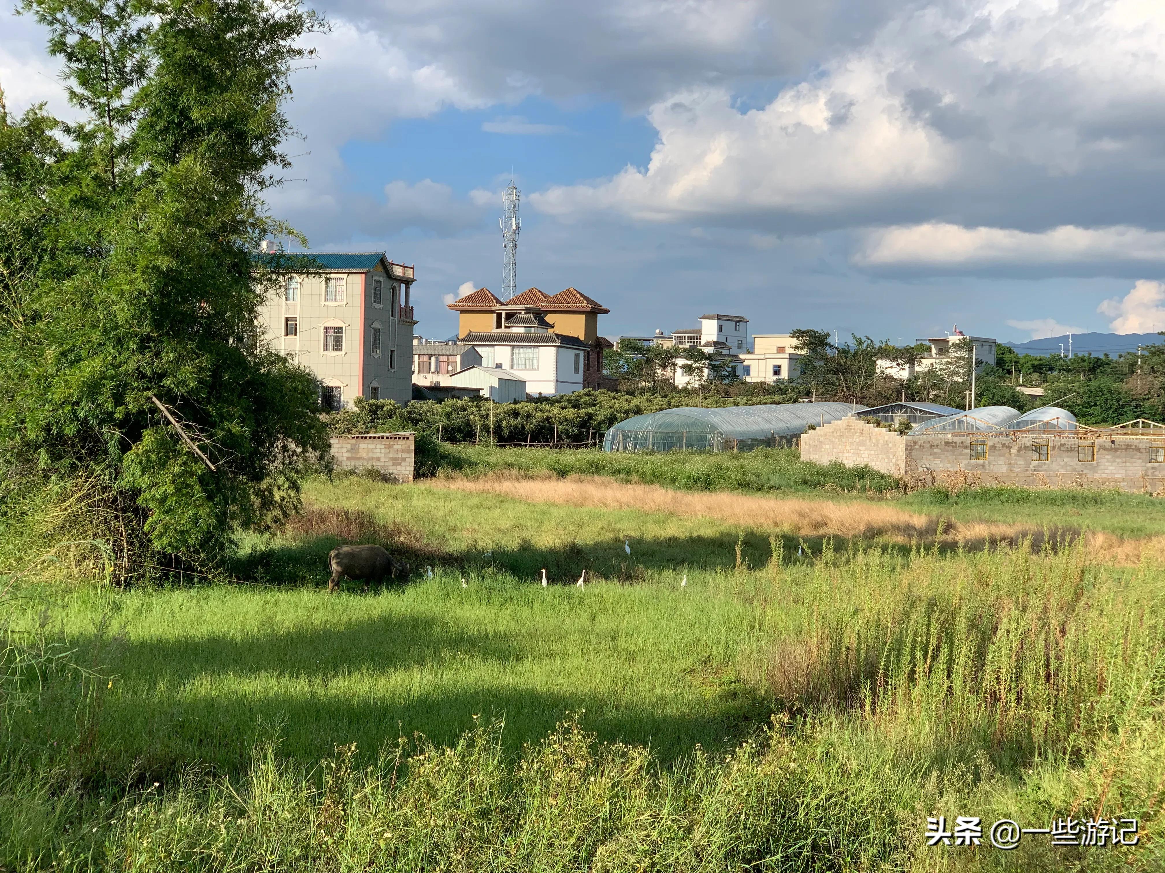 蒙自尼苏小镇大屯海蓝花楹,蒙自大屯海尼苏小镇