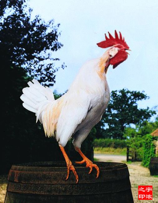 广东人对鸡情有独钟什么意思,为啥广东人喜欢吃鸡鸭鹅