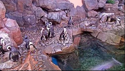 这些网站可以“云吸”动物园？爱宠人福利来了！（萌图暴击）