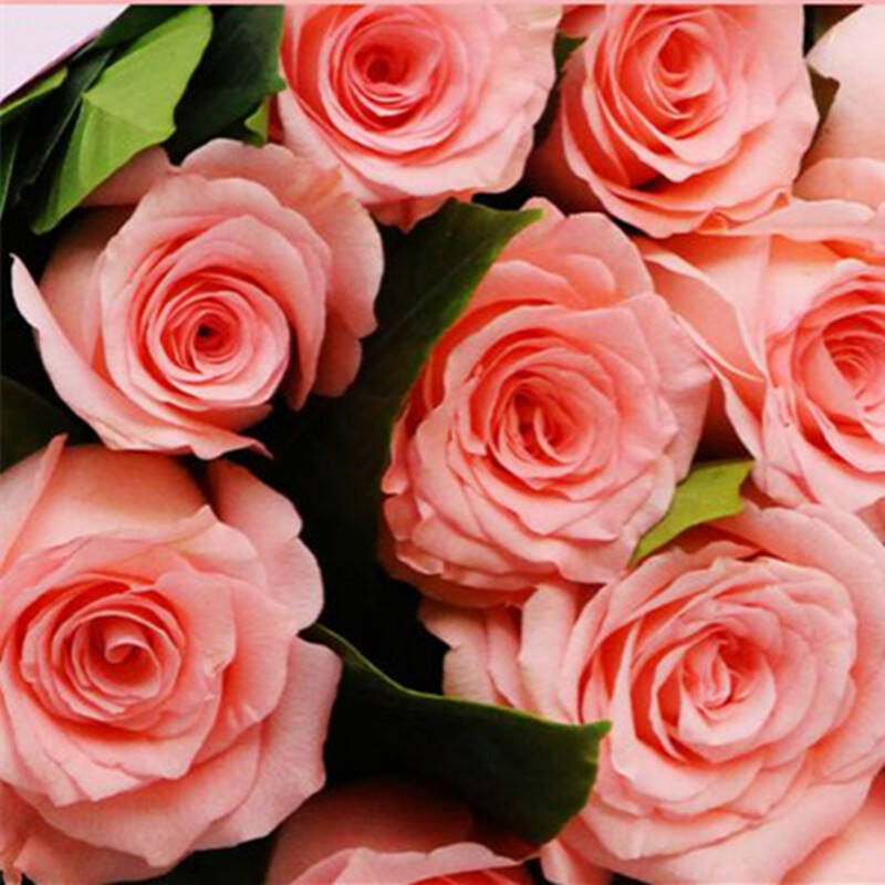 像永生花一样永不凋谢,永生花需要什么方法才能永不凋谢