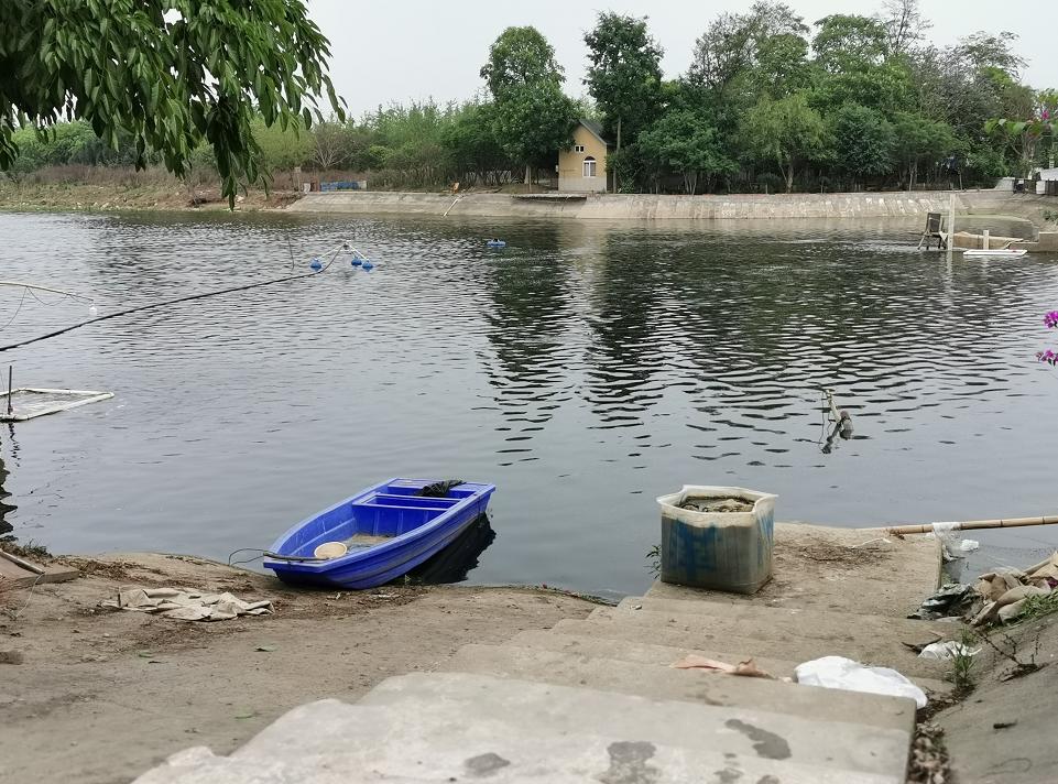 实战派！池塘水色过浓的危害有哪些？如何处理？一线渔医为您解答