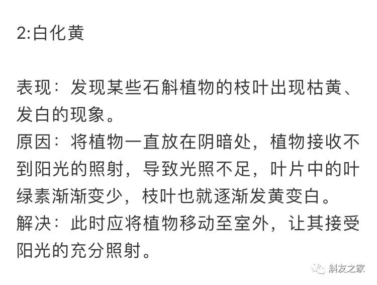 秋石斛兰叶黄了,石斛兰叶子黑尖