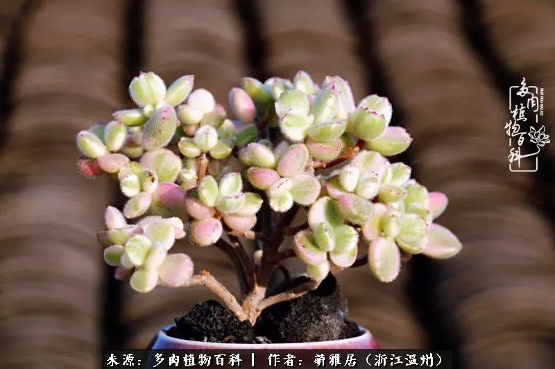 多肉最美的季节已来到,多肉最美的季节来临