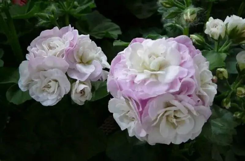 这种花别乱浇水水越多越不开花,这种花不怕冷好养易活