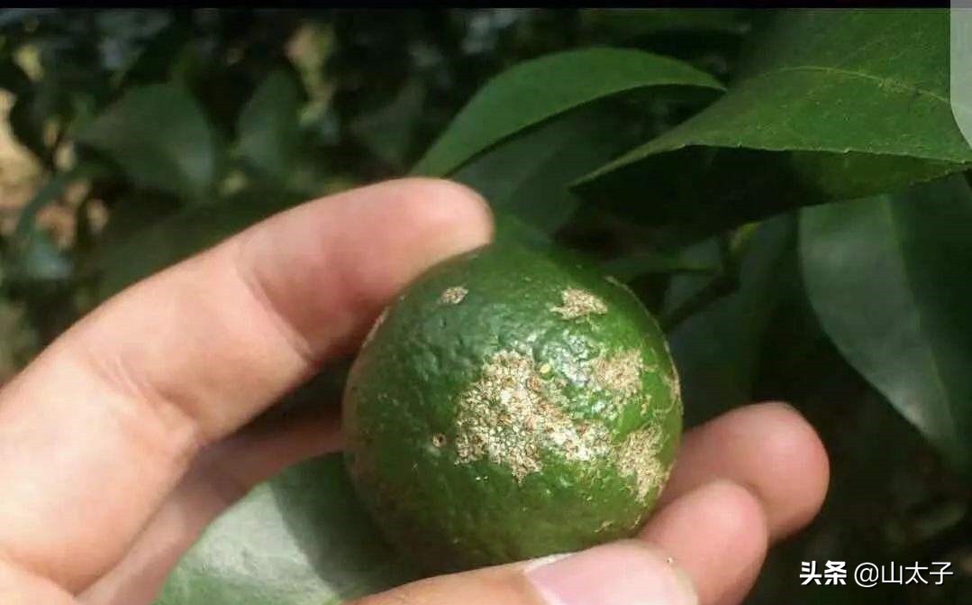 柑橘黄斑病症状,柑橘黄斑病用什么防治