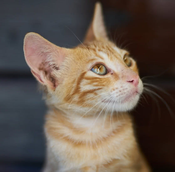 猫咪肉垫护理方法,猫咪的肉垫可以萌到什么程度