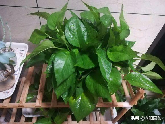 绿萝叶子尖发黑发黄怎么办,绿萝根部发黑叶子变黄怎么养