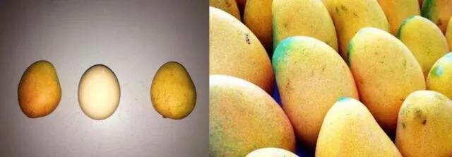 芒果树最甜的品种,芒果树哪种品种好吃