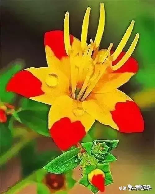 正月初九祝愿大家好运长长久久,正月初九最美好的祝福送给友友们